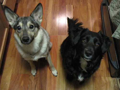 cheese-beggars cheese-beggars
