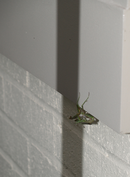 bugs bugs