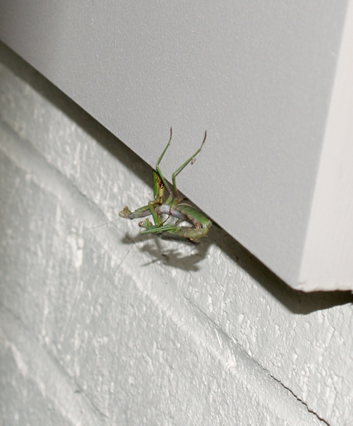 bugs2 bugs2